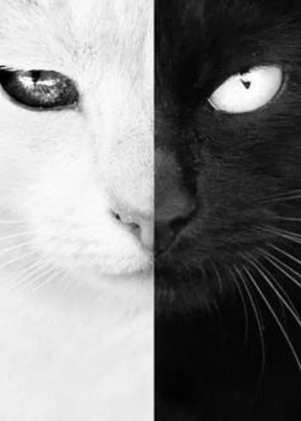 Перерождение не в кота в ином мире