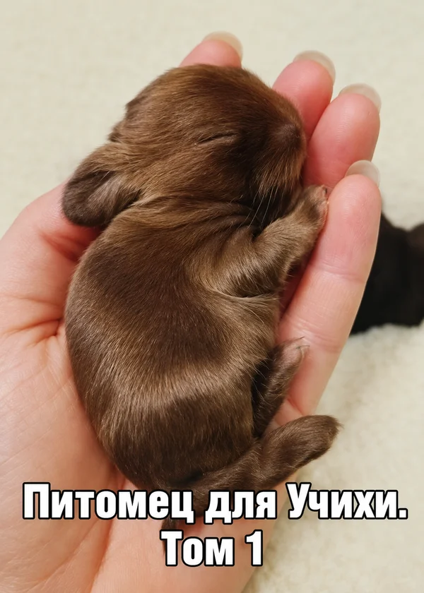 Питомец для Учихи. Том 1